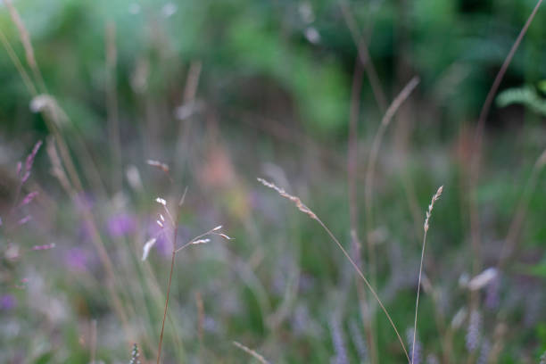 istock Heather and Ferns In the New forset 1424257627