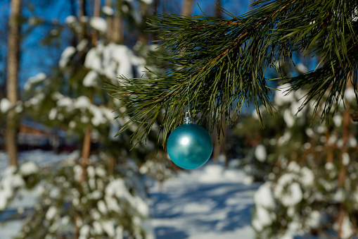 Blue Christmas ball on a branch of a Christmas tree.
