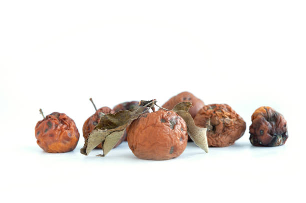 istock Many spoiled brown apples isolated on white background 1424258347