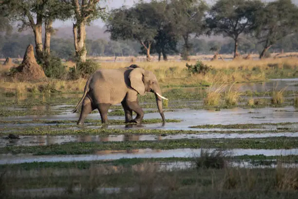 Photo of Amazing close up of a huge elephant moving in the waters of an African river