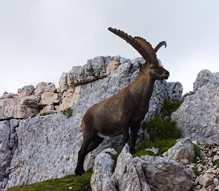 Alpha male mountain goat relieving himself on a mountain top in the Italian Alps.