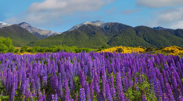 el campo de flores de altramuz en la zona silvestre de la temporada de primavera y el fondo azul de la montaña del cielo - new zealand fotos fotografías e imágenes de stock