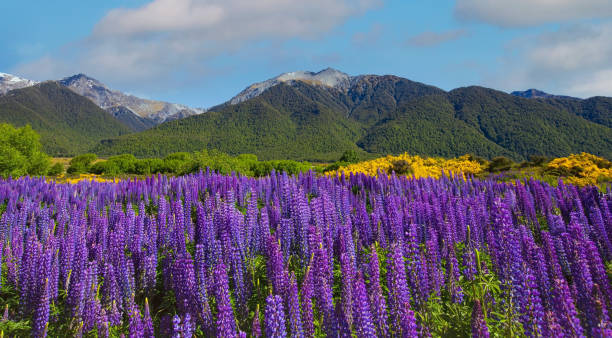 le champ de fleurs de lupin dans la zone sauvage de la saison printanière et le fond de montagne du ciel bleu - zeeland photos et images de collection