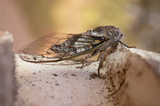 Closeup image of a cicada on leaves.  Cicadas will spend up to 17 years underground as larvae before hatching. They are known as one of the loudest insects.