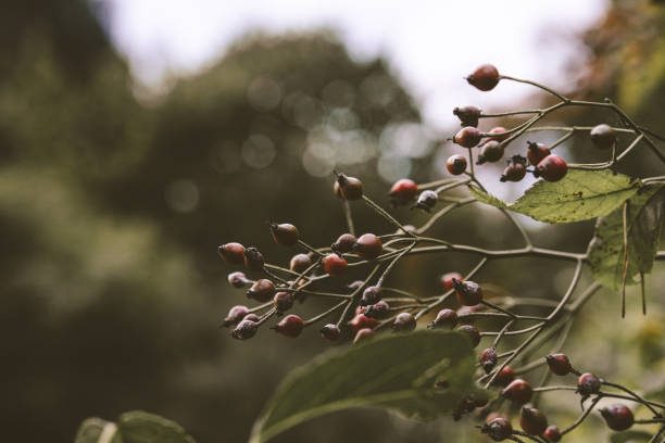 Rosa canina or the dog-rose. Moody tone, vintage style.