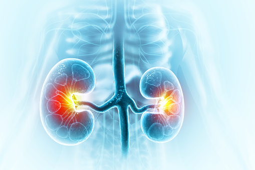 Human kidneys, computer artwork.