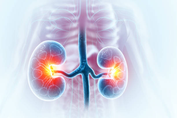 Human kidneys anatomy structure, 3d illustration