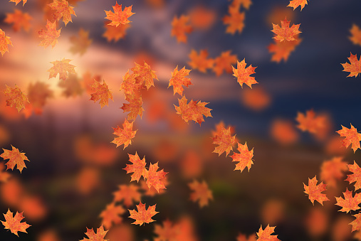 A sprawl of fake fall colored leaves.