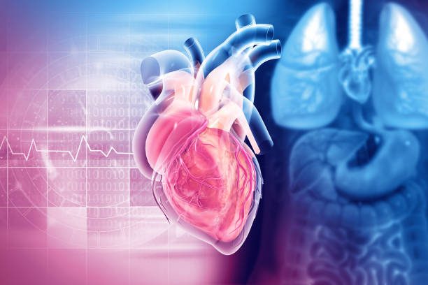 istock Human heart anatomy structure, 3d illustration 1424262573