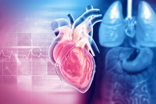 Photo of Human heart anatomy structure, 3d illustration