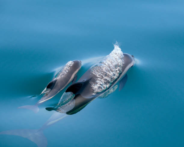 istock Atlantic White-Sided Dolphin At Surface - Mother and Calf III 1424262761