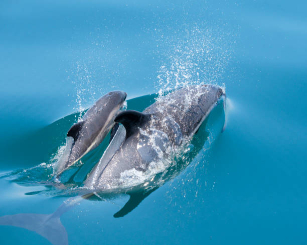 atlantic white-sided dolphin at surface - mother and calf - dolphin porpoise mammal sea imagens e fotografias de stock