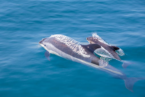 An Atlantic White-sided Dolphin with calf at the surface in the Gulf of Maine