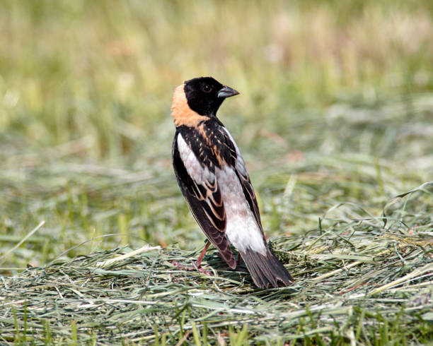 Bobolink Male - Perched Ground A Male Bobolink (Dolichonyx oryzivorus) perched on the ground. bobolink stock pictures, royalty-free photos & images