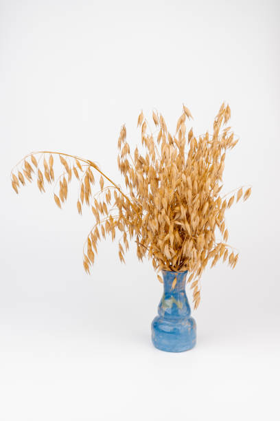 istock oat spike or ears isolated on white background close-up 1424265382
