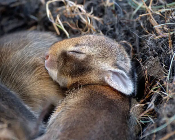Photo of Cottontail - Baby Rabbit Sleeping II