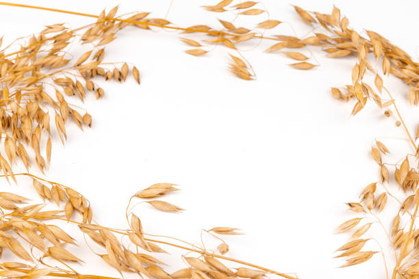 a bright closeup of a bunch of golden ripe Avena sativa common oat wheat rye grain relict crop health food ready for harvest isolated on white