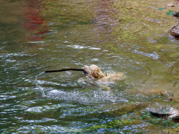 istock Golden retriever swimming in the river 1424267832