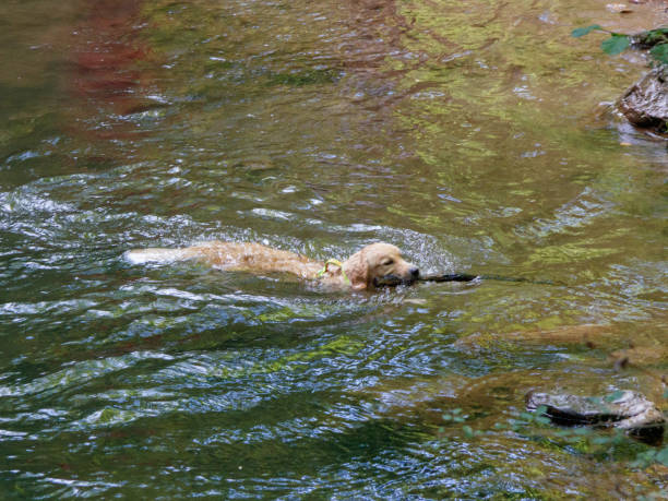 istock Golden retriever swimming in the river 1424267900