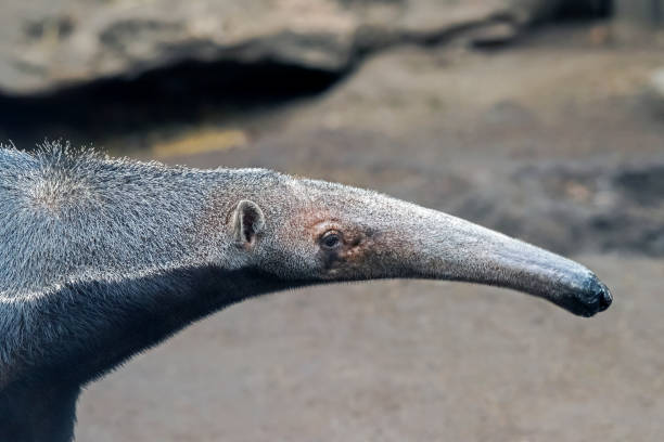 ジャイアントアンテアター - ポートレート - anteater animal nose animal ant ストックフォトと画像