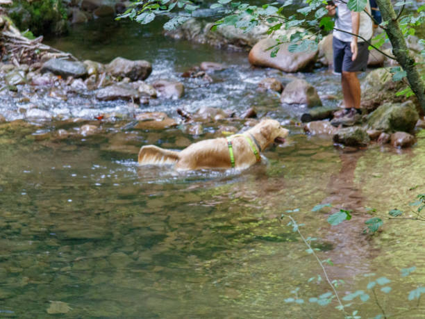 istock Golden retriever swimming in the river 1424268067