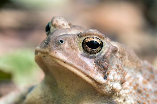 A close-up portrait of a Fowler Toad.