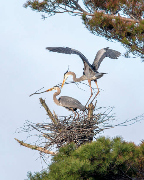 istock Great Blue Heron - Nest Building 1424269424