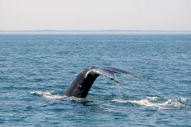 douve de baleine à bosse - continent en arrière-plan - hump photos et images de collection