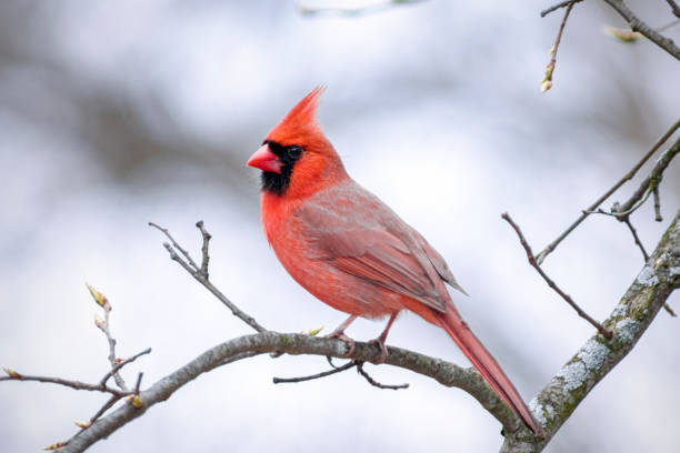 istock Northern Cardinal - Male Perched 1424269496