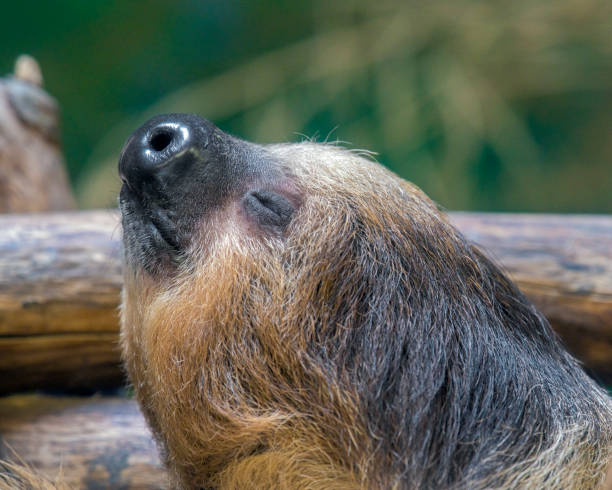 Linnes Two-toed Sloth - Choloepus didactylus