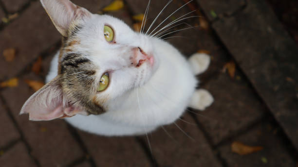 istock White cat playing in the garden 1424270303