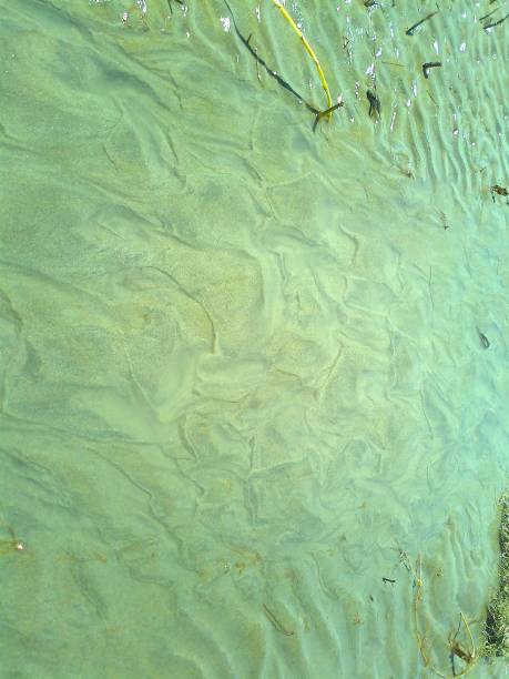 istock Sandy layer of Khajurgachia Sea Beach 1424271496
