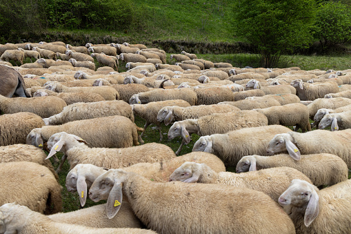 Herd of sheep, goats and donkeys in the meadows in Tuscany. Italy