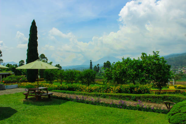 istock Nature Garden, Natural Scenery in Ciwidey. Greenery Wallpapper 1424275190