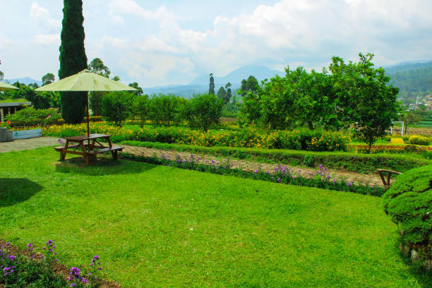 istock Nature Garden, Natural Scenery in Ciwidey. Greenery Wallpapper 1424275237