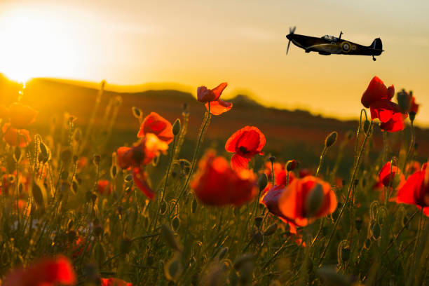 flugzeug fliegt bei sonnenuntergang zum gedenksonntag über mohnblumen - poppy field remembrance day flower stock-fotos und bilder