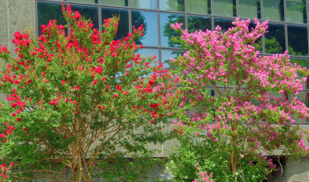 istock Japanese Crape Myrtle / Lagerstroemia indica 1424282207