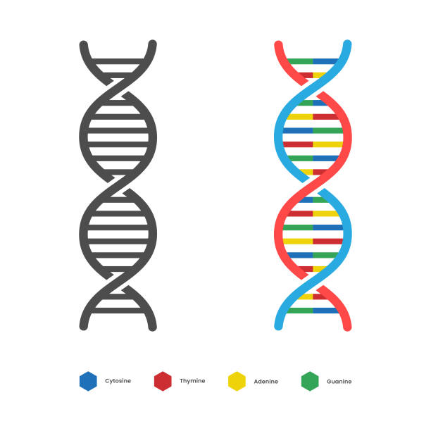 ilustrații de stoc cu icoana adn-ului. deoxyribo nucleic acid vector design. - adn