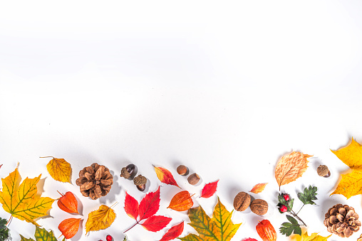 Autumn composition. Autumn colored red, yellow leaves, flowers, berries on white background. Autumn, fall, thanksgiving day greeting card flat lay, top view, copy space