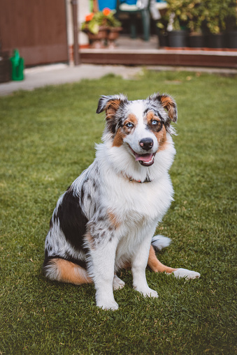 Blue-eyed Australian Shepherd puppy sits on his hind legs with his tongue out and looks on contentedly. A dog's joy of being outside.