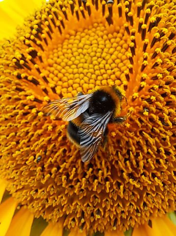 Beautiful bumble bee drinking pollen from the centre of a bright yellow sunflower.