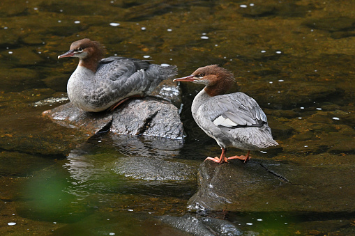 Two young common mergansers (Mergus merganser) resting on river rocks, facing in same direction. A widespread duck in the Northern Hemisphere. Feeds mostly on fish using a serrated bill. Known as goosander in Europe and Asia. Photo taken in late summer on a wild and scenic stretch of the Bantam River in Washington, Connecticut, where the species nests in large tree cavities. These are siblings born the previous spring. At this age, males and females look alike.