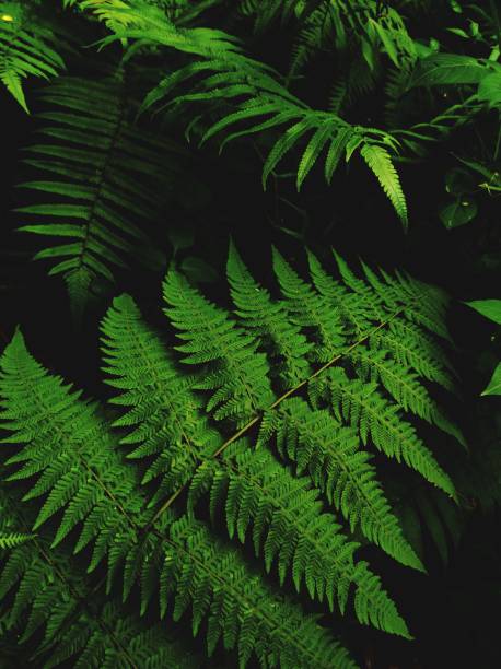 istock Fern grass that looks lush and fresh 1424293951