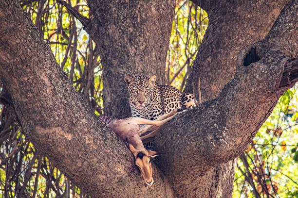 primer plano de un leopardo comiendo un impala en un árbol - leopard kruger national park south africa africa fotografías e imágenes de stock