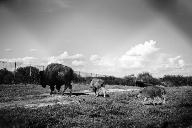 istock Bison mother and two calves 1424296251