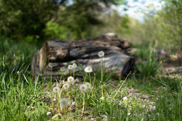 Small Patch of Dandelions In Meadow
