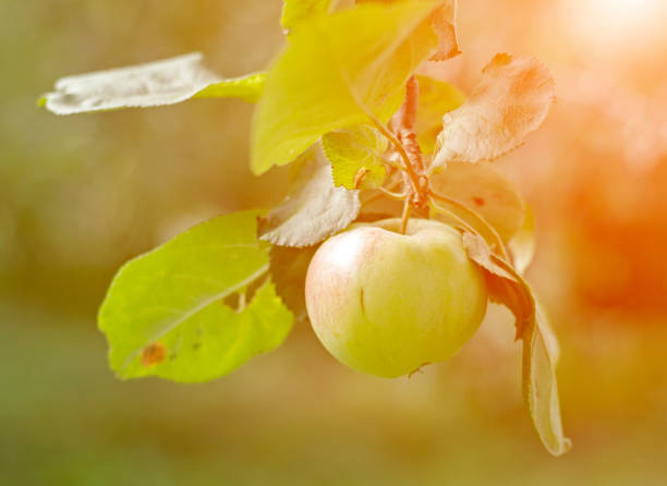 On sunset, one apple is hanging on branch in the garden