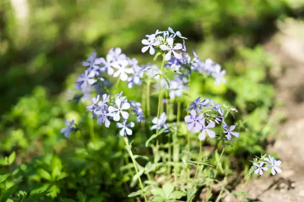 Wild blue phlox, a light purple colored flower, alongside trail