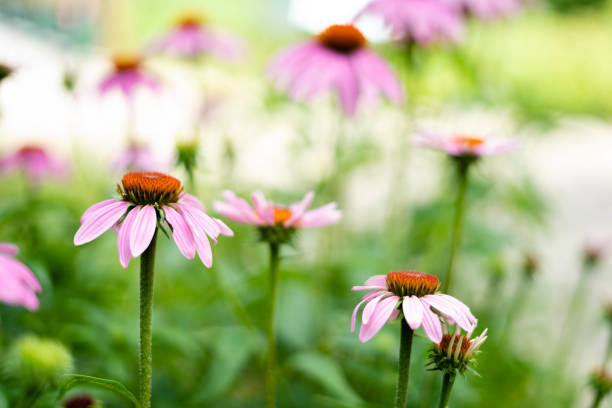 istock Pink flowers in bloom 1424299654