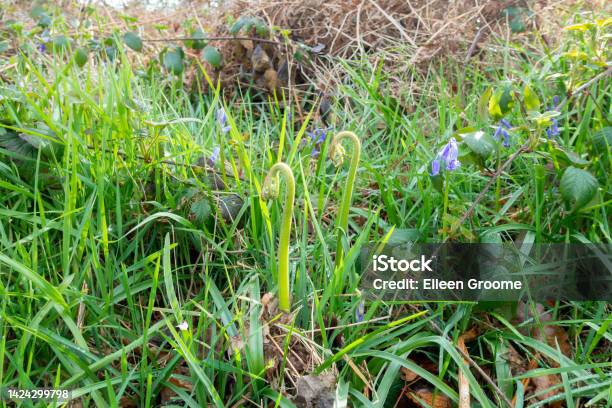 Spring Has Sprung Ferns Start To Unfurl And Bluebells Flower In The Grass As Spring Arrives In Woodland Areas Of Rural Shropshire Stock Photo - Download Image Now